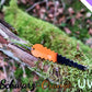 LAFO Trout Saw Schwarz-Orange UV