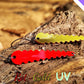 Trout-Saw Rot-Gold UV